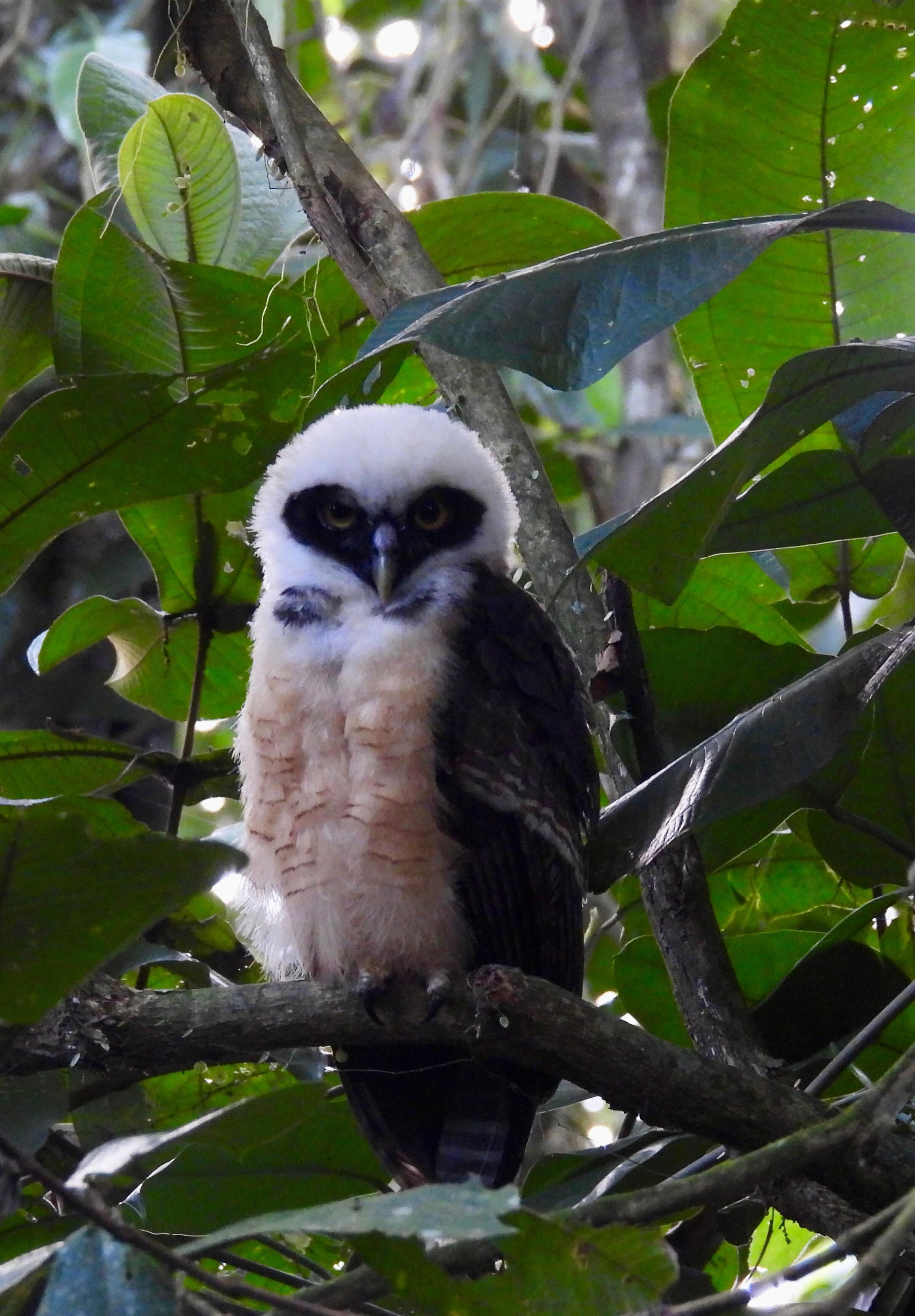 A bird perched on a branch surrounded by green foliage.
