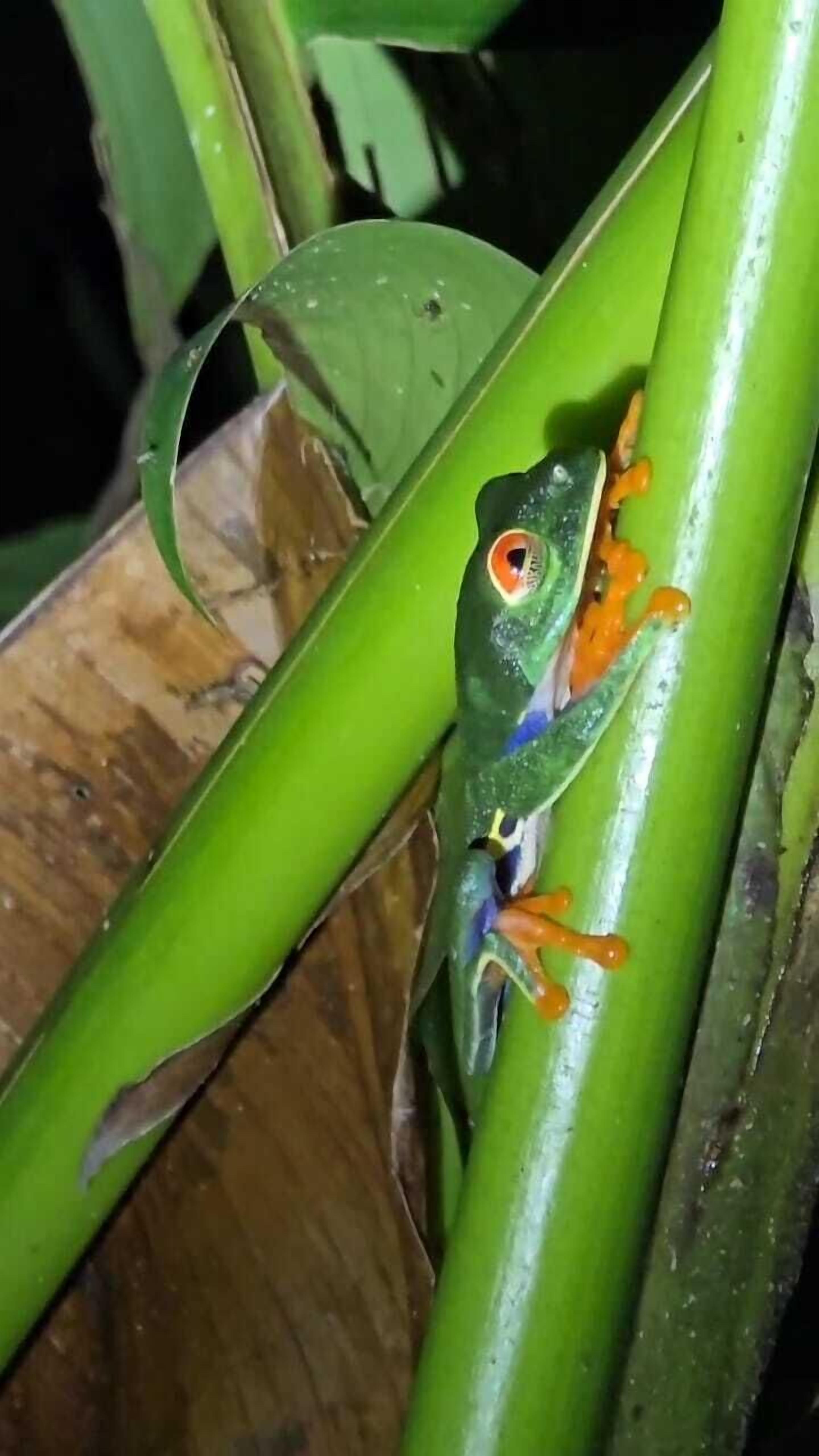 Um sapo empoleirado em uma planta verde.