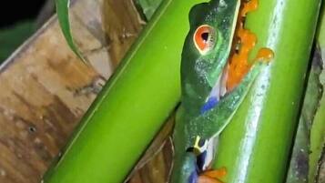 Um sapo empoleirado em uma planta verde.