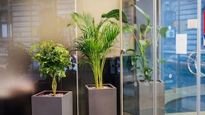 Tres plantas en macetas en un ambiente interior moderno con paredes de vidrio y una puerta metálica.