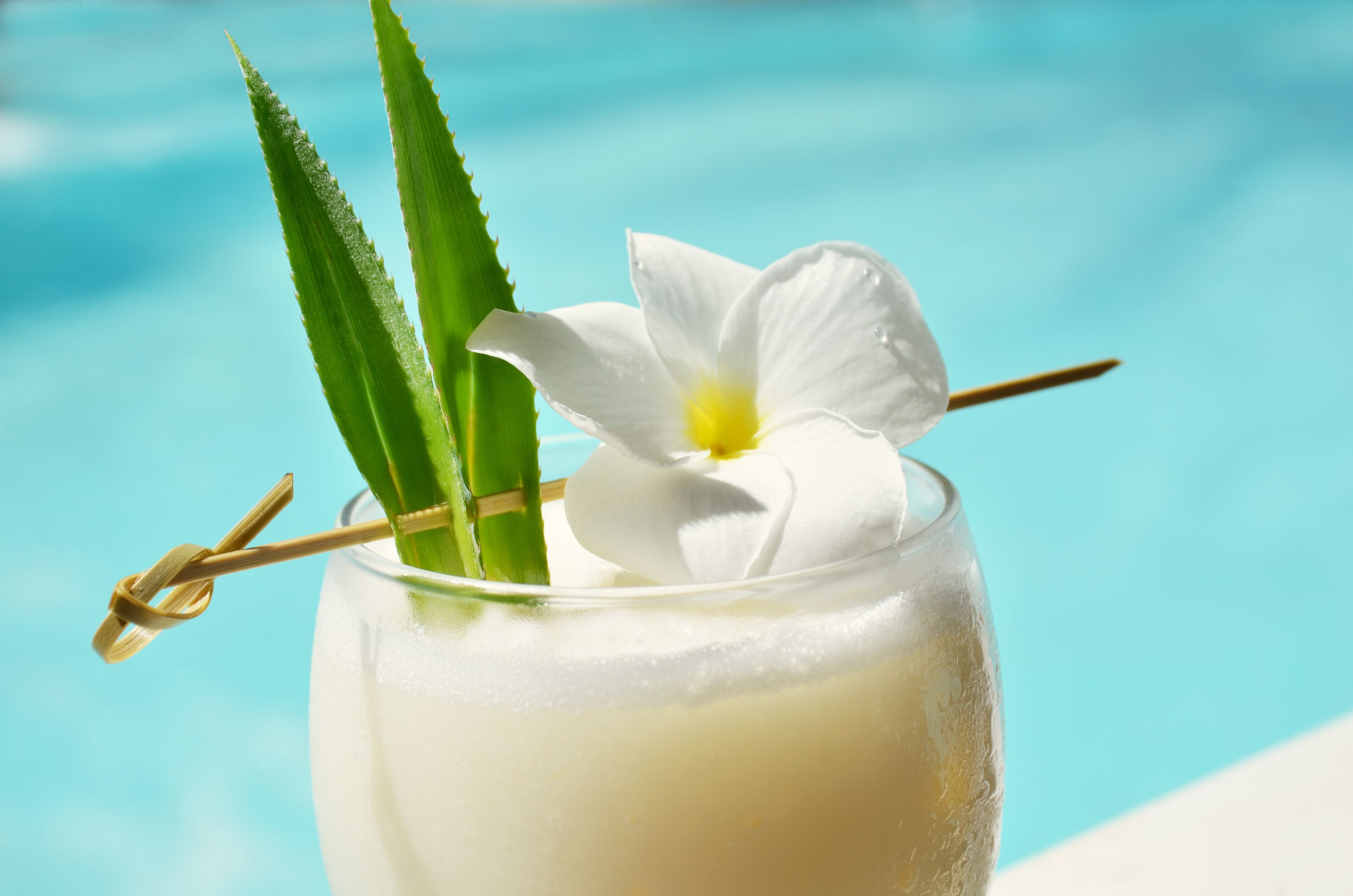 Un vaso con una flor blanca y hojas verdes, posiblemente de aloe vera, sobre un fondo azul.