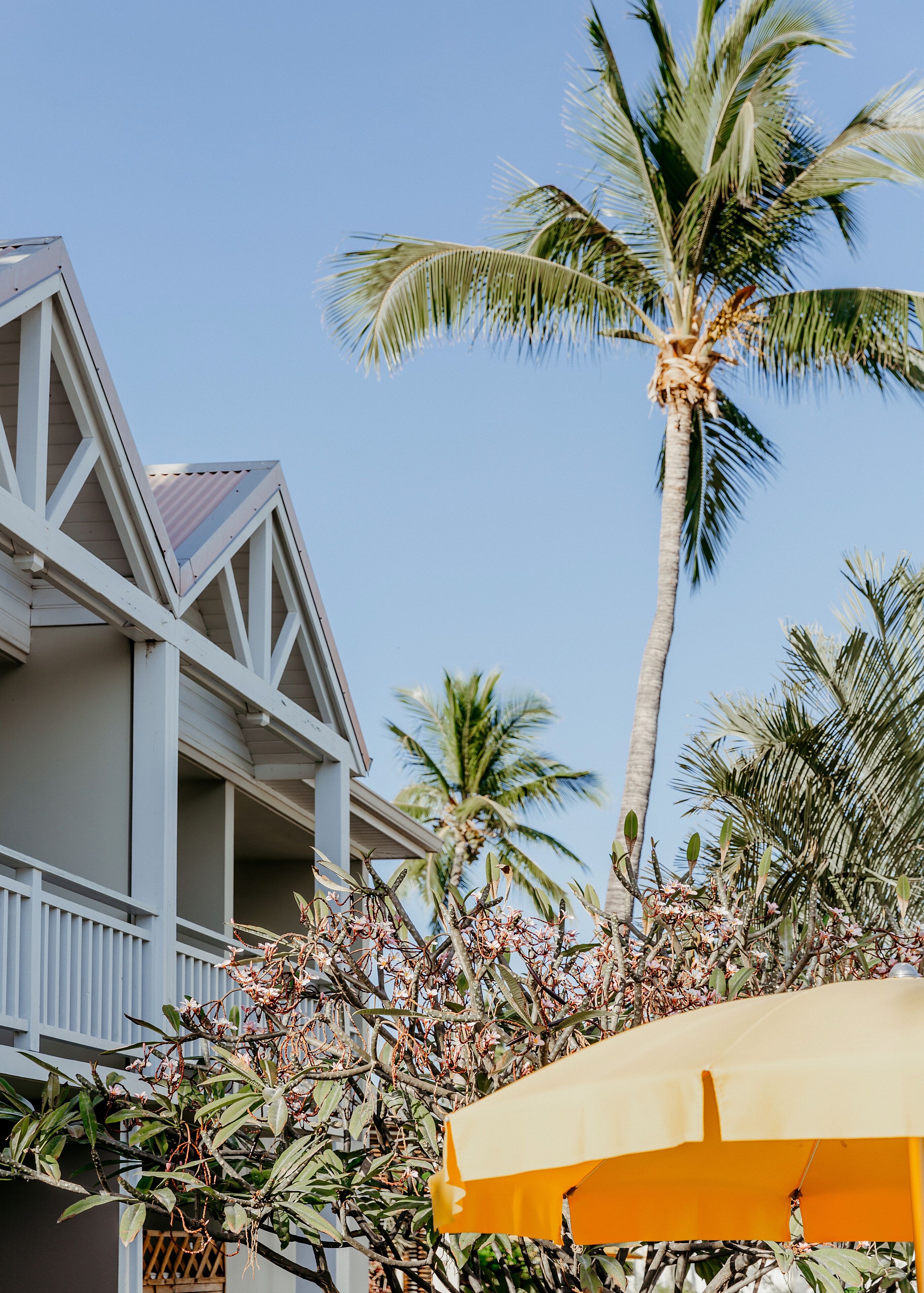 A building with a balcony and a palm tree.