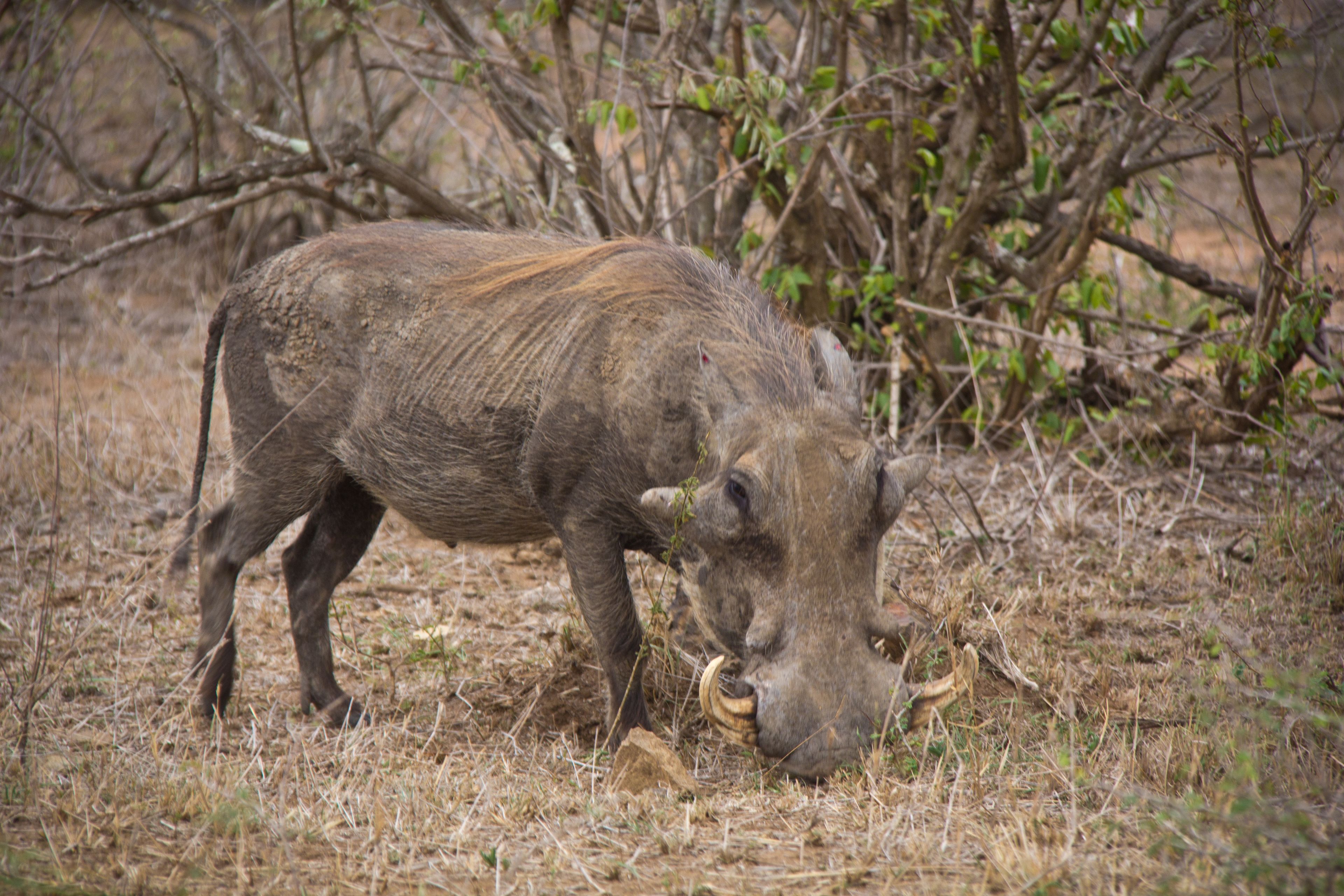 Ein Wildschwein in einer trockenen, grasbewachsenen Landschaft mit spärlicher Vegetation und Bäumen im Hintergrund.