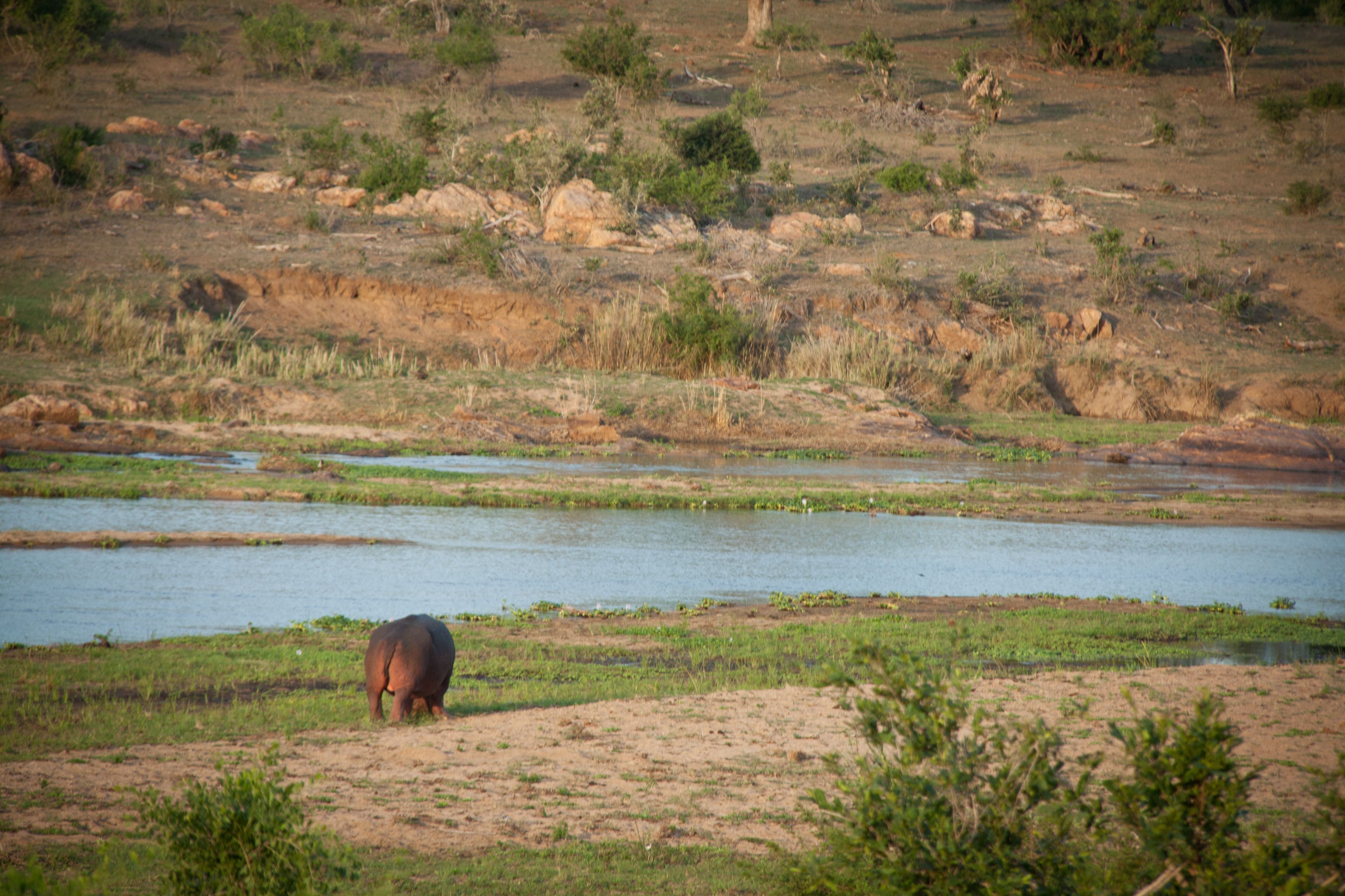 Paisagem natural com um rio e um único elefante em primeiro plano.