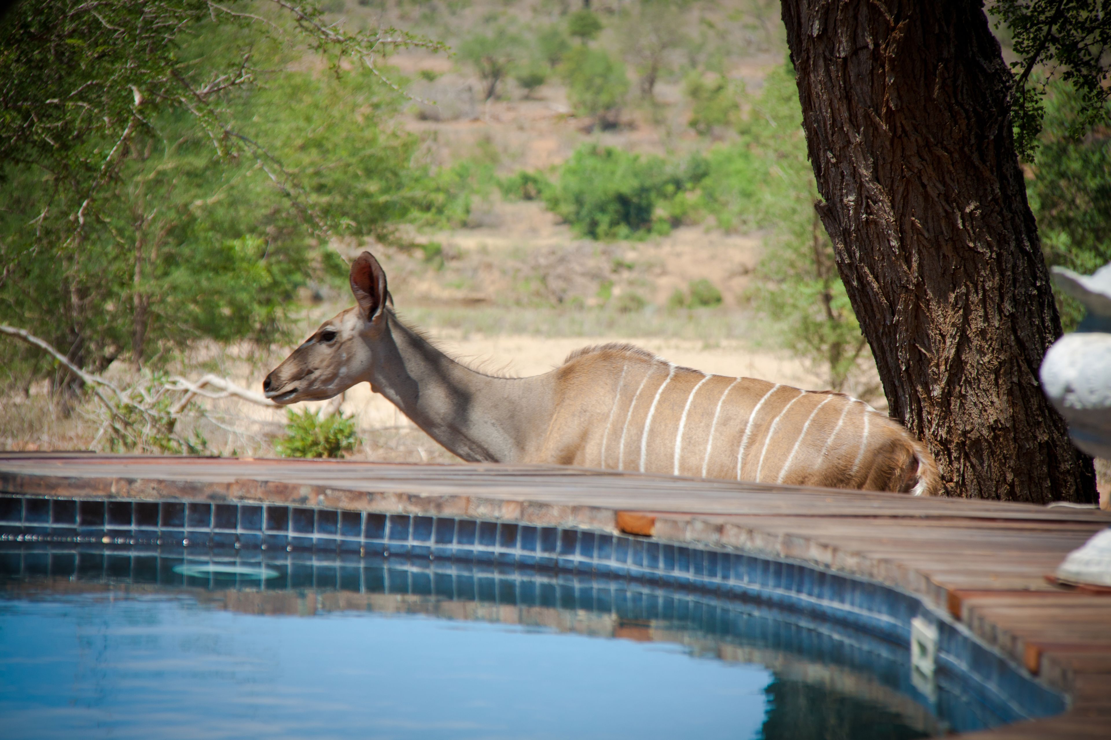A pool with a tree and a landscape in the background.