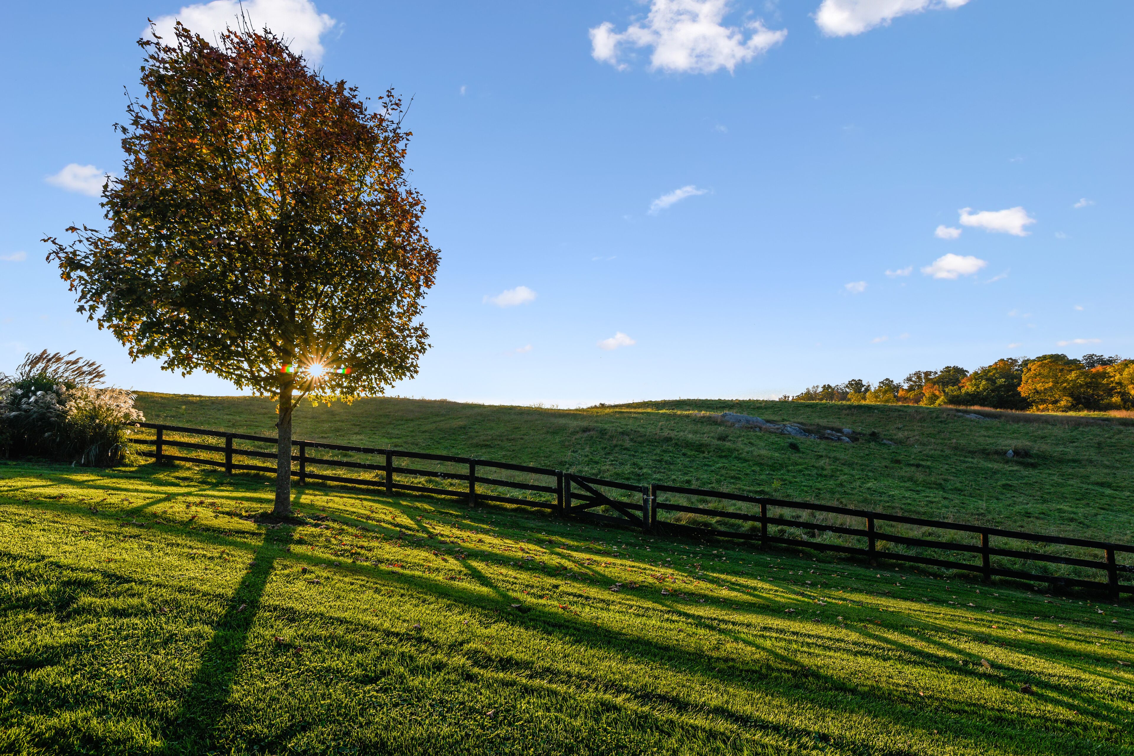 Ein grünes Feld mit einem Holzzaun und einem Baum, der Schatten wirft.
