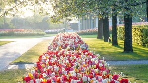 Un sentier bordé de tulipes de différentes couleurs.