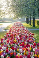 Um caminho bordeado por diversas tulipas em várias cores.