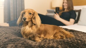 A dog lying on a bed in a room with a person sitting on a couch using a tablet. - Fountain Court Morrison (Edinburgh)