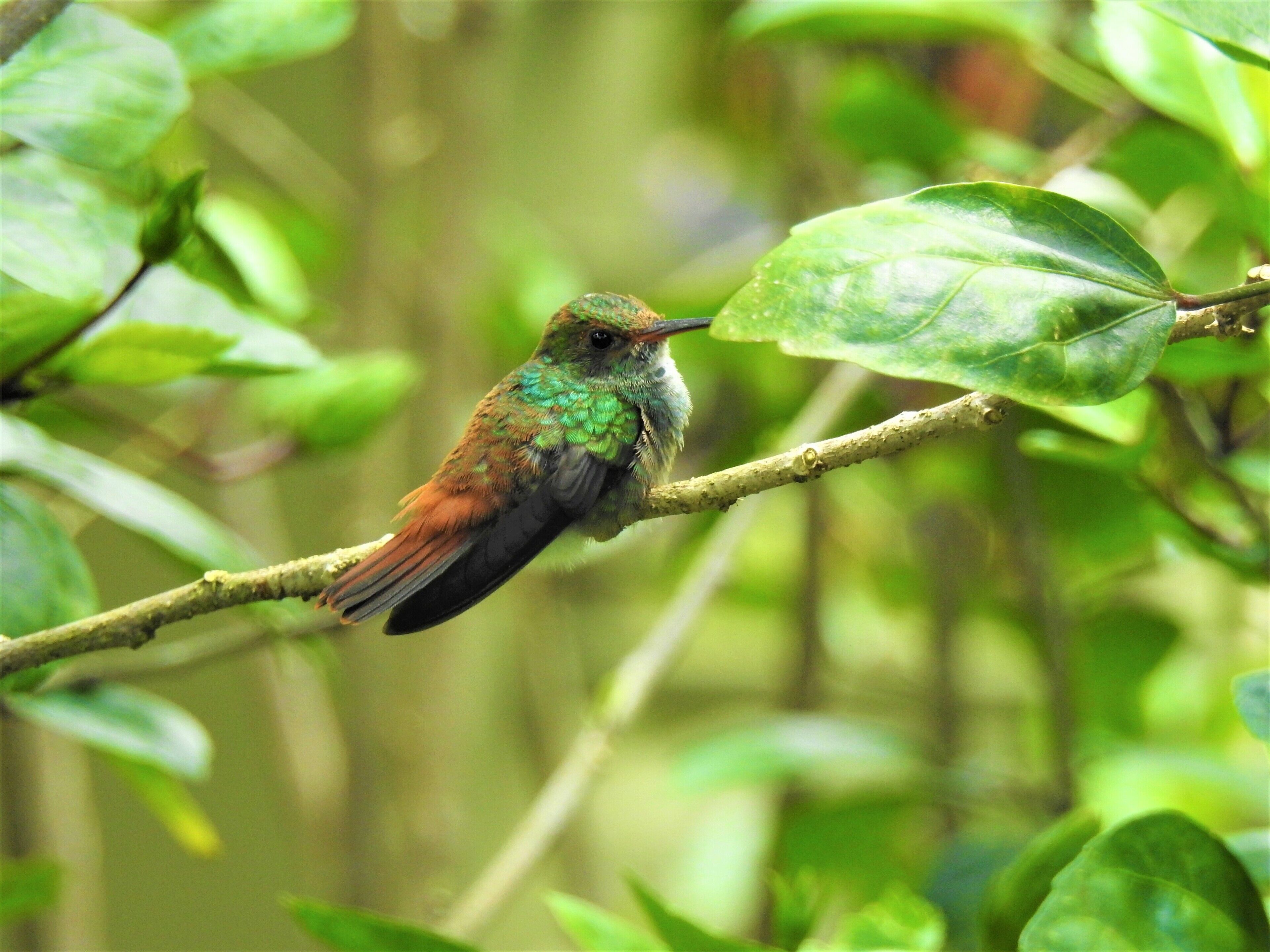 Un pájaro posado en una rama con hojas verdes.