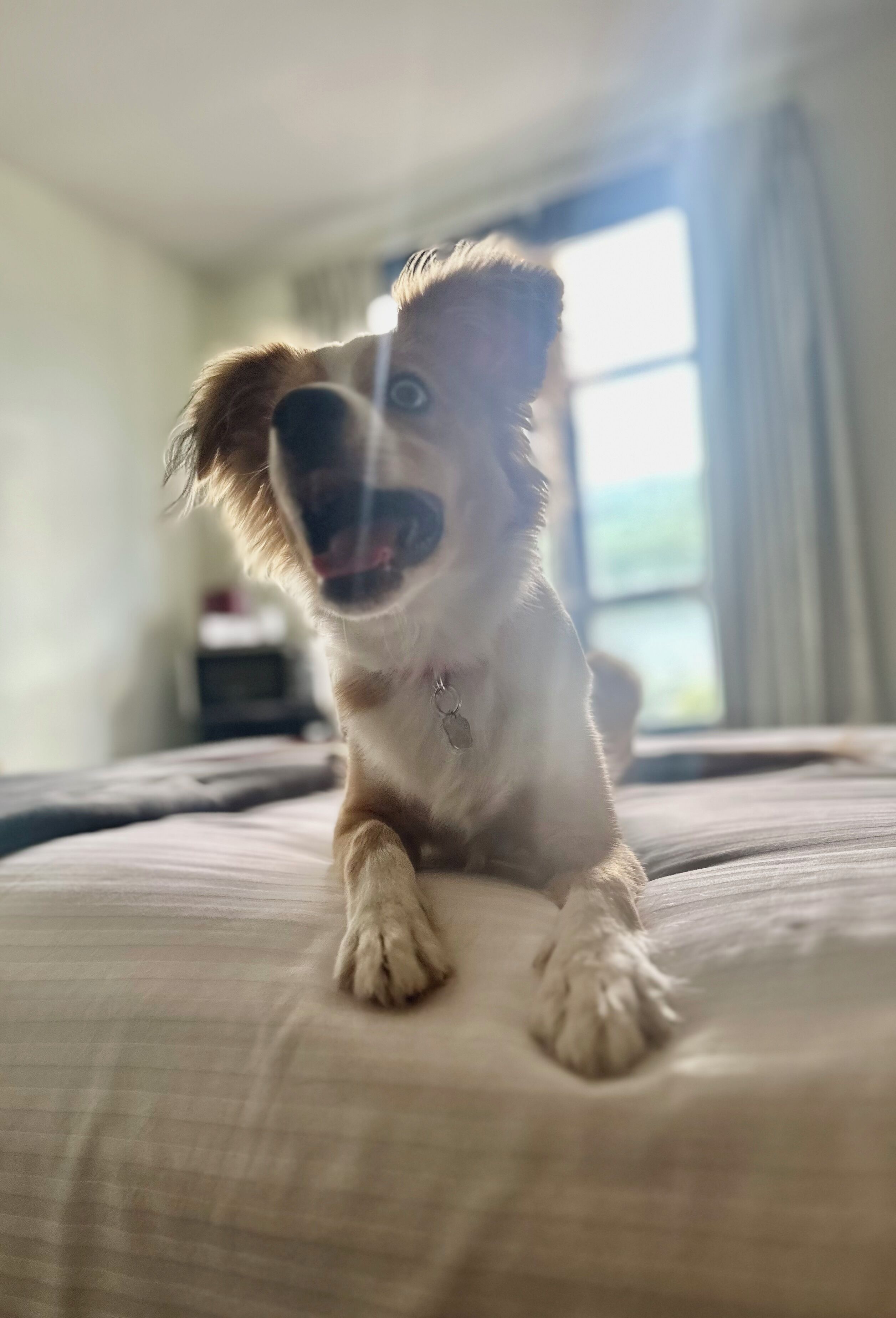 A dog lying on a bed with a window in the background.