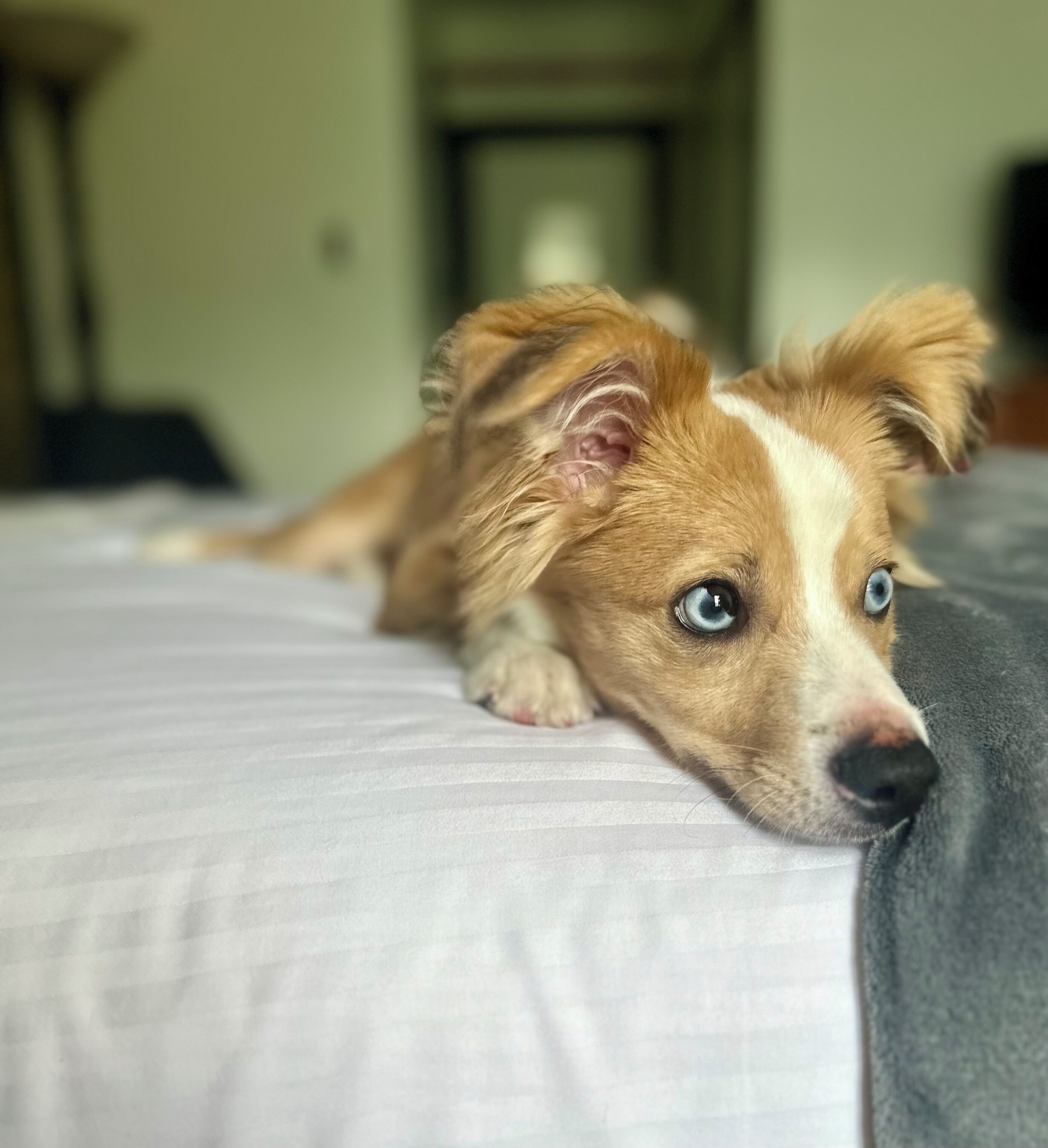 A dog lying on a bed with a striped pillow.
