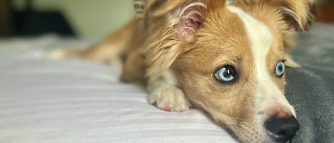 A dog lying on a bed with a striped pillow.