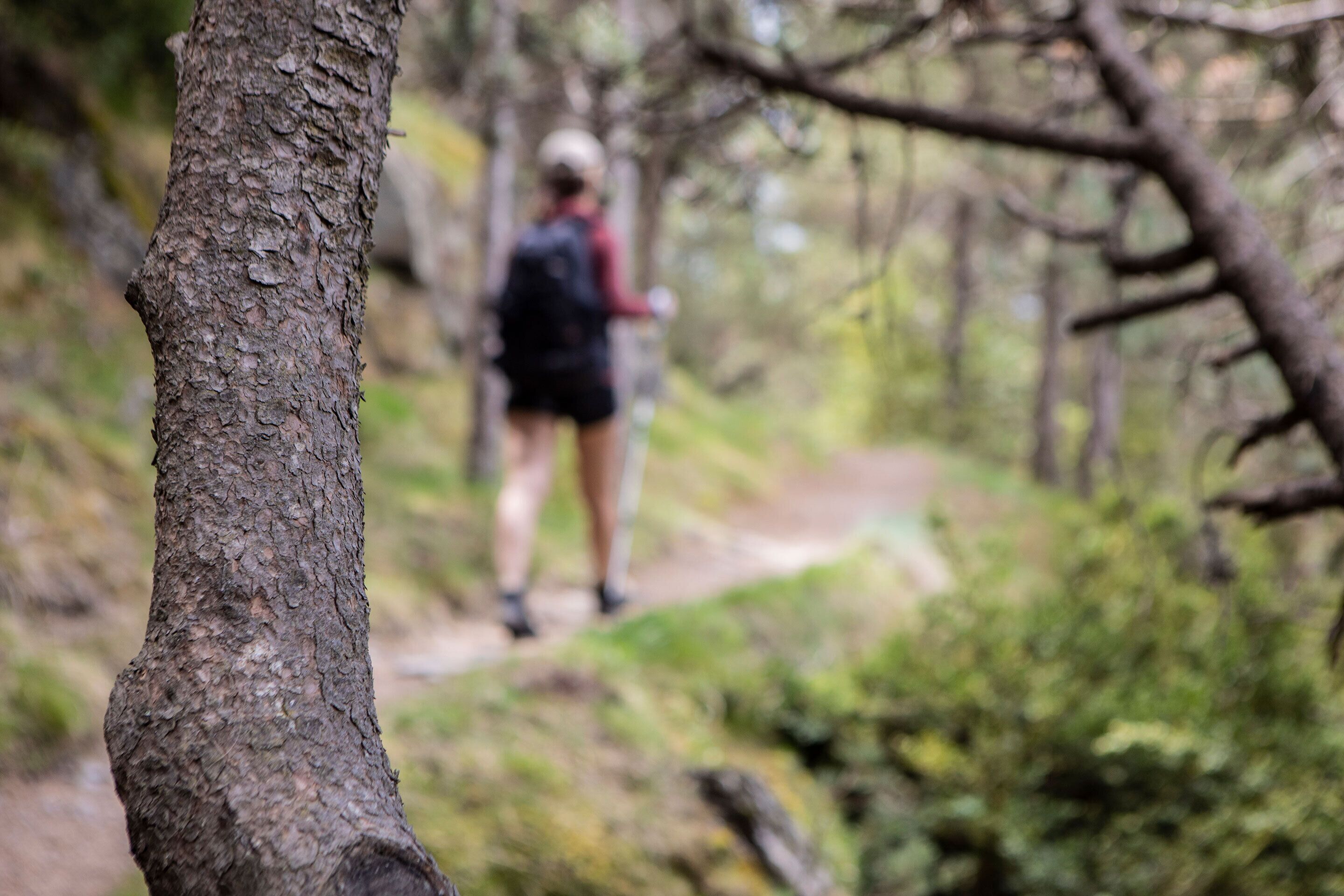 Sendero boscoso para excursionistas, con una persona a lo lejos.