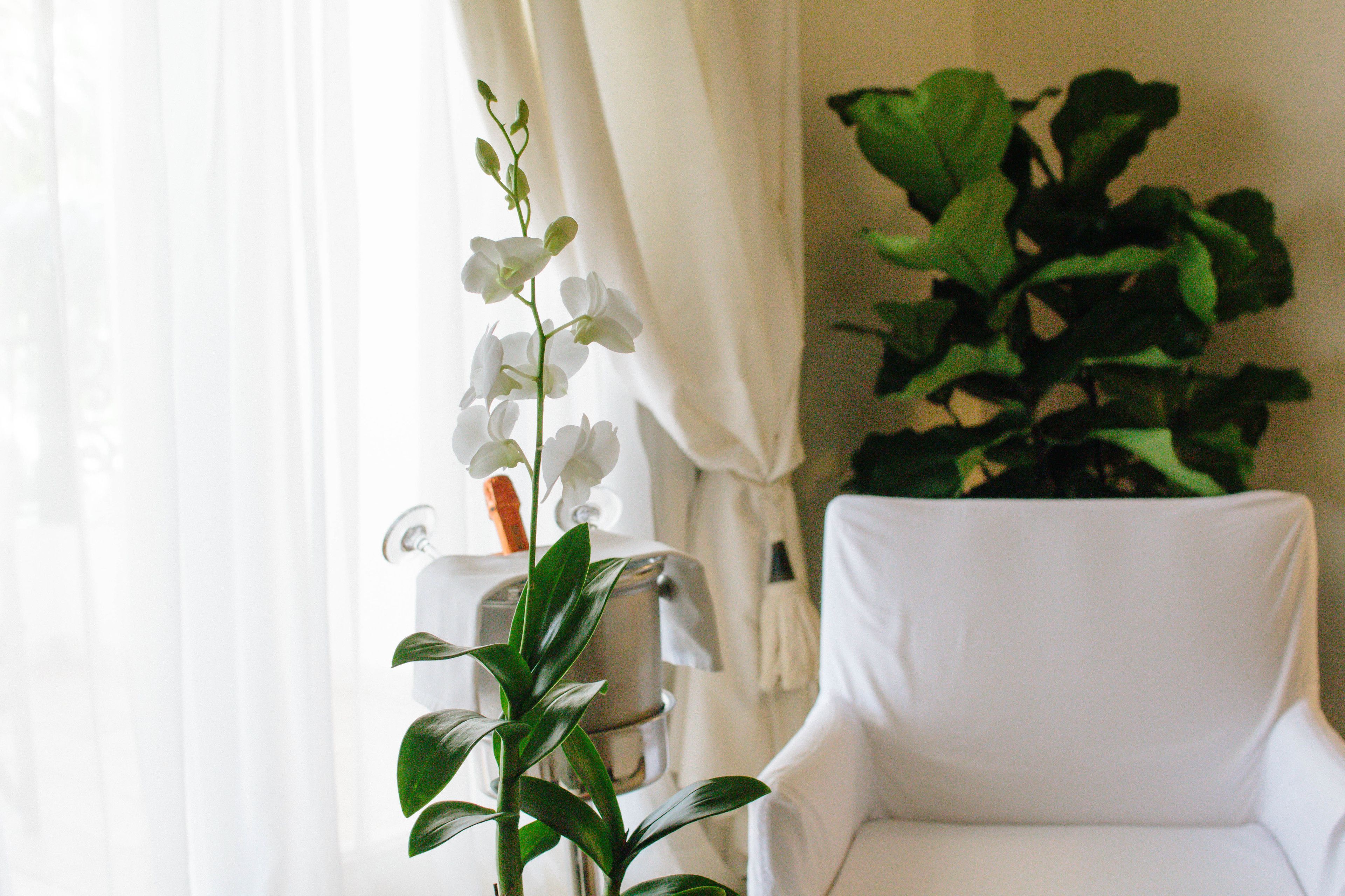 Una silla blanca, una planta en maceta y una cortina blanca en una habitación.