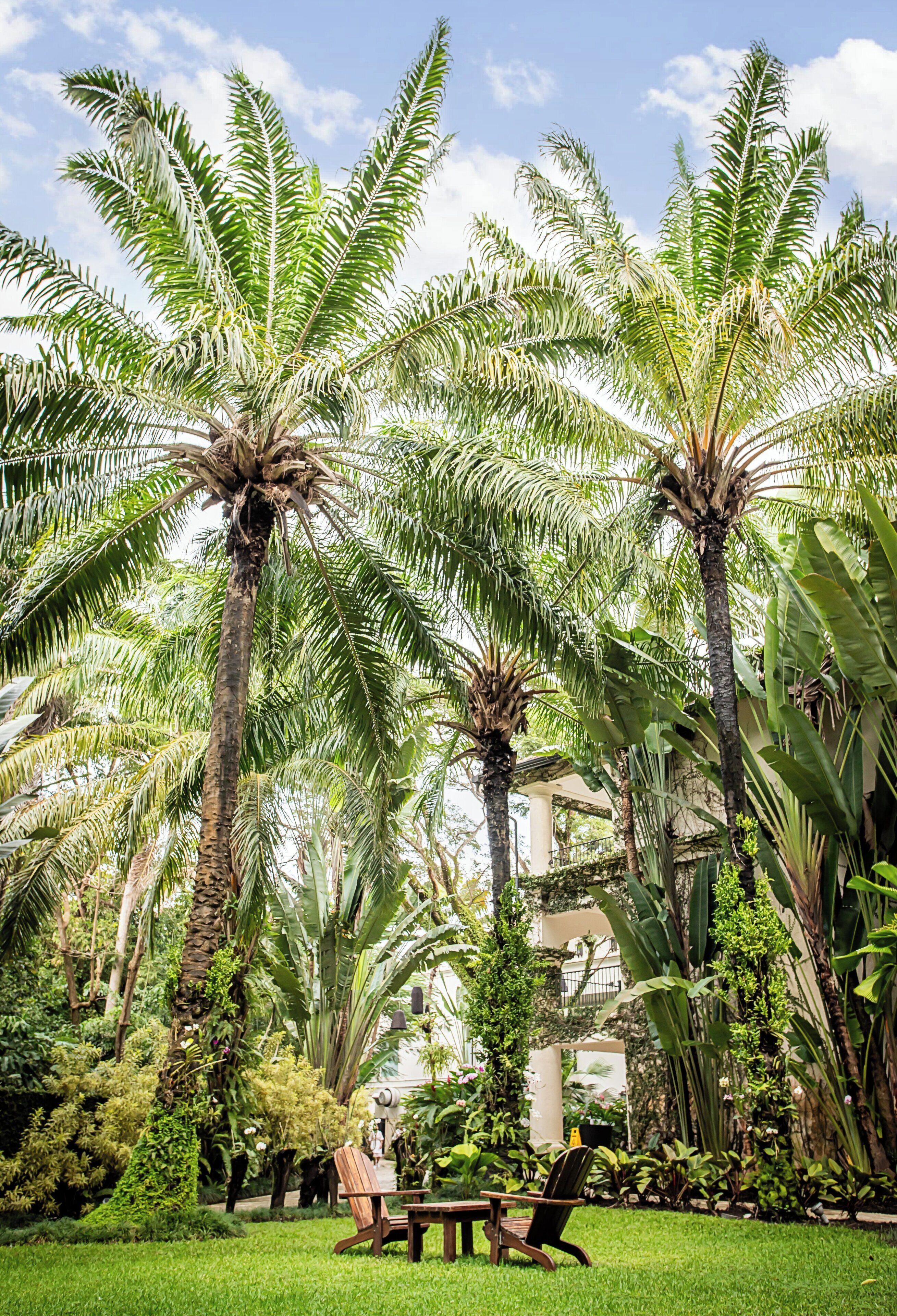 Giardino