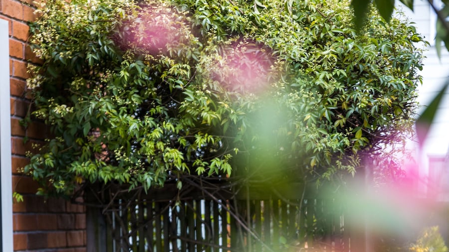 Chelsea Park Motor Lodge