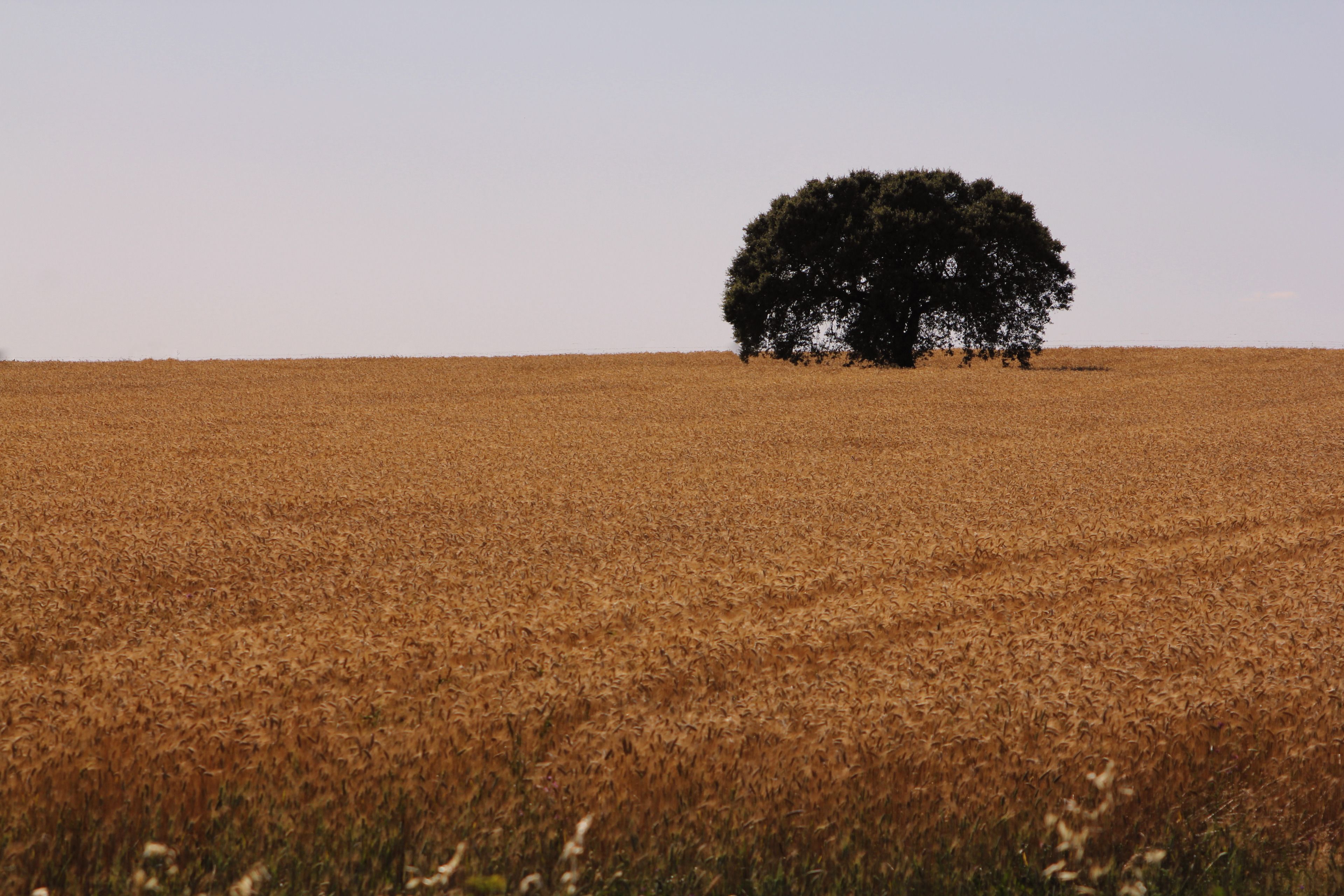 A field with a single tree in the center.