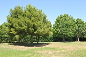 Un campo cubierto de hierba con varios árboles.
