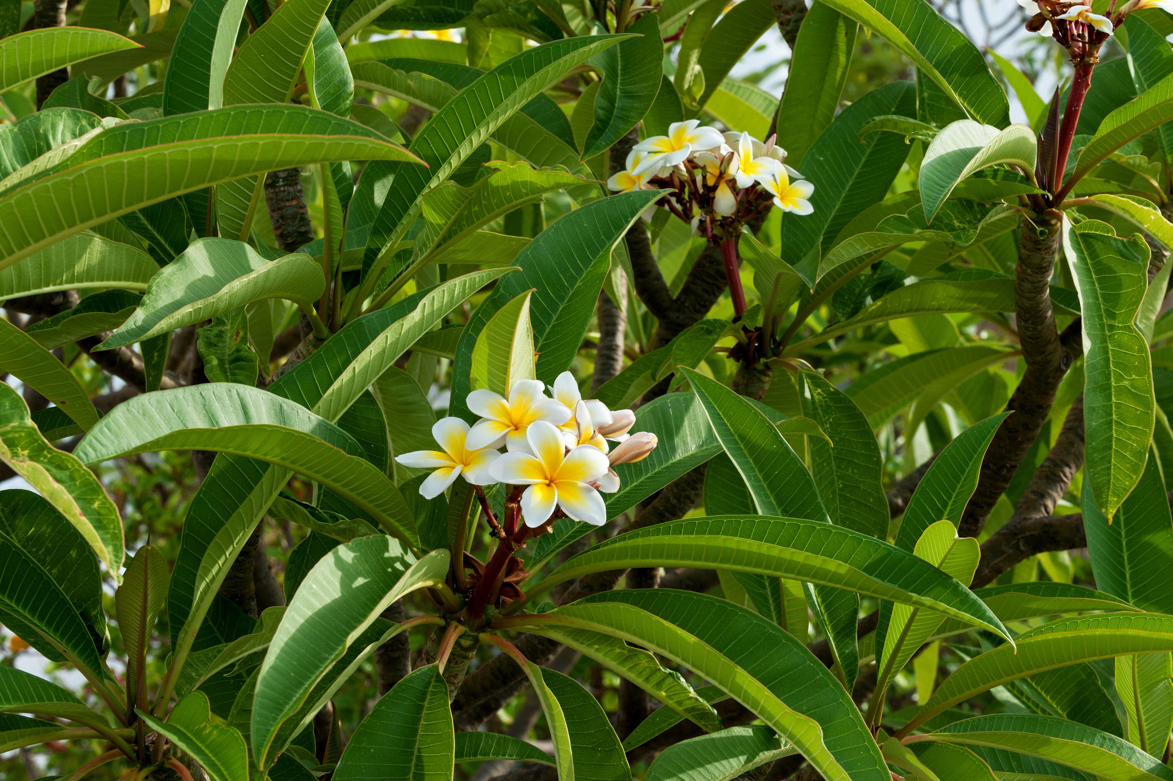 花園