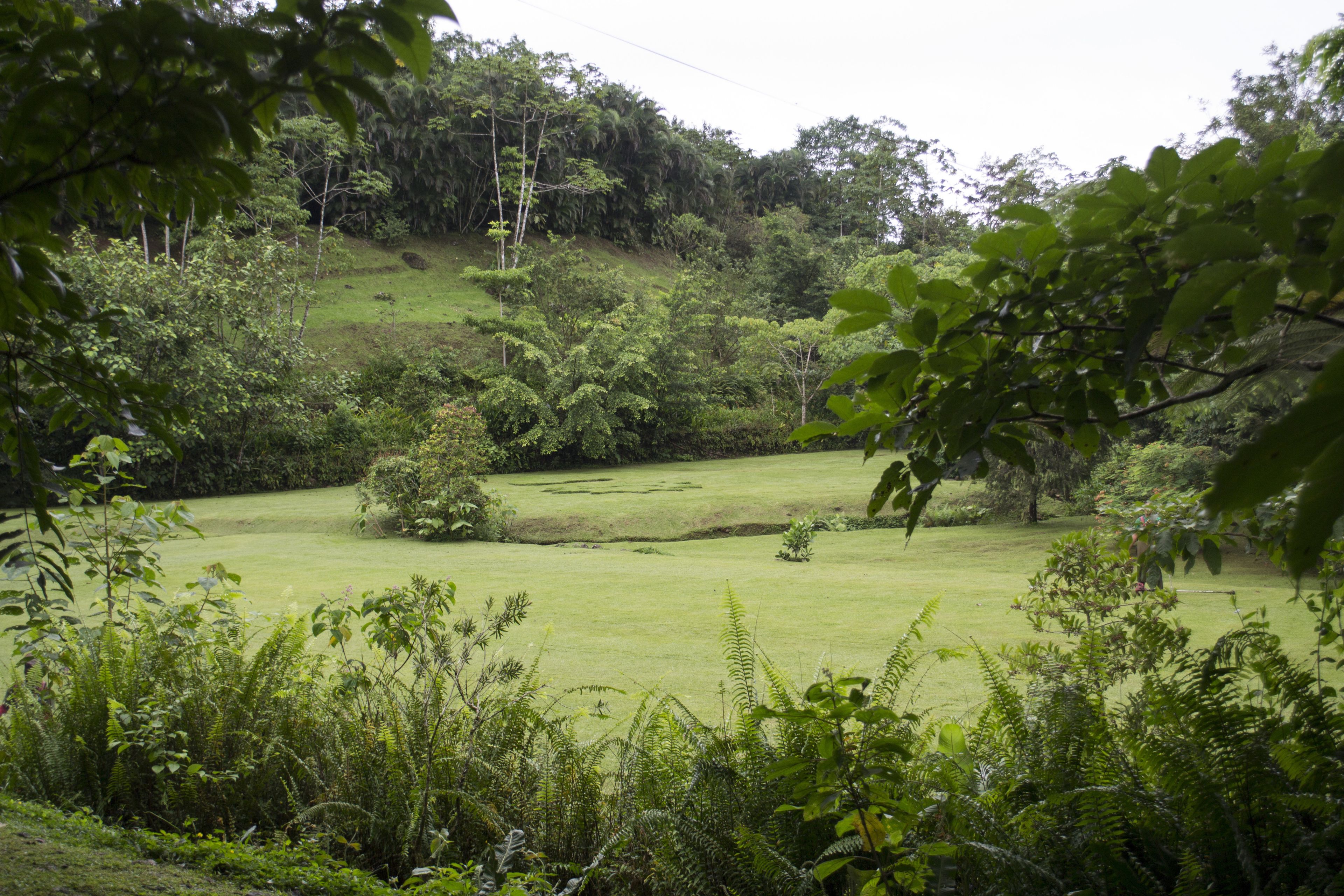 A lush green landscape with a grassy field, dense vegetation, and a hill in the background.