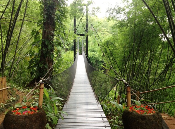 Un puente colgante de madera rodeado de abundante vegetación.