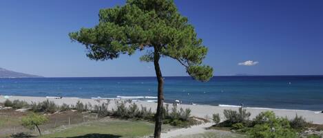A coastal landscape with a prominent pine tree, a beach, and the sea.