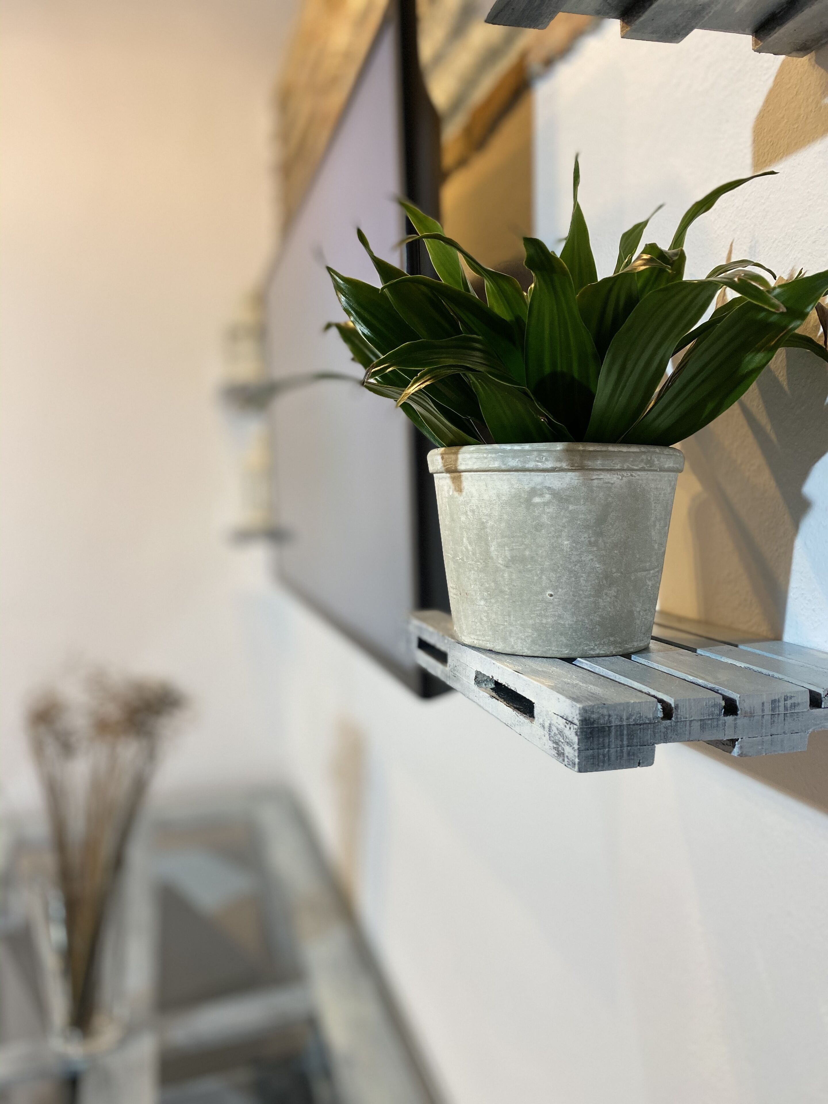 Una planta en maceta sobre una estantería metálica, junto a una pared.