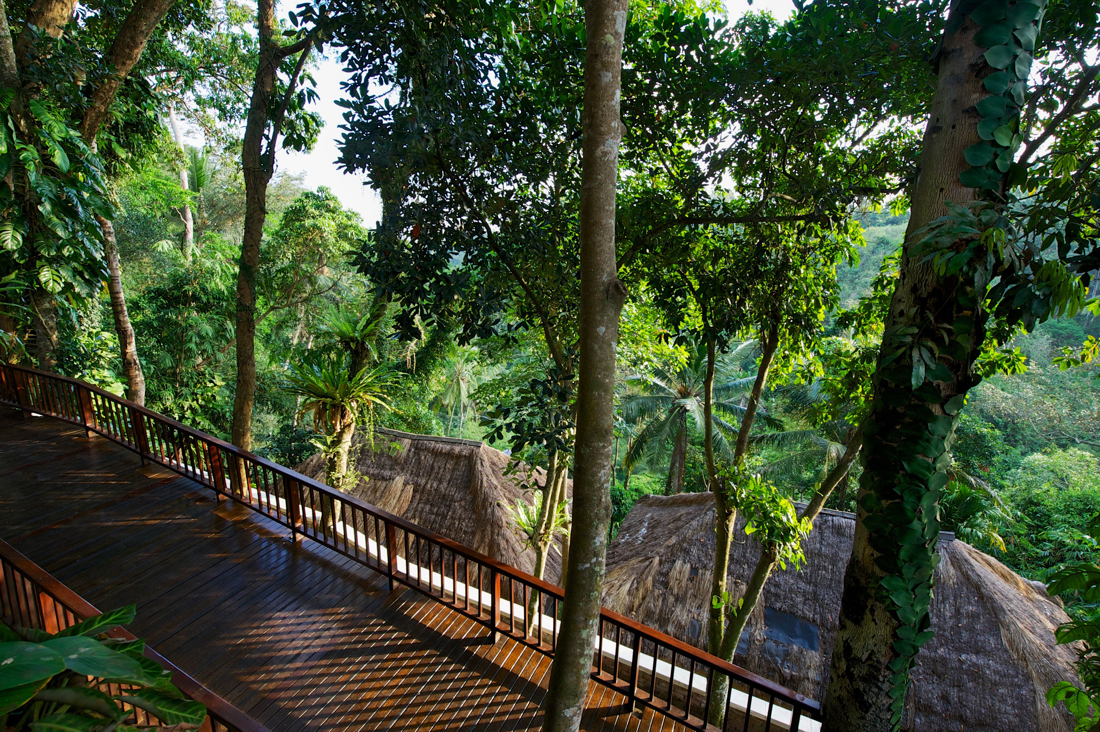 Una terraza de madera con barandilla que da a un bosque frondoso y verde.
