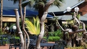 Un patio con una maceta de barro grande que contiene un árbol de troncos retorcidos y follaje verde. Hay mesas y sillas al aire libre, y un edificio con techo inclinado al fondo.