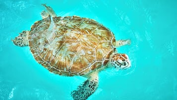 Una tortuga marina nadando en aguas azules cristalinas.