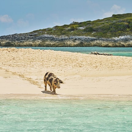 A beach with clear turquoise water and a sandy shore.