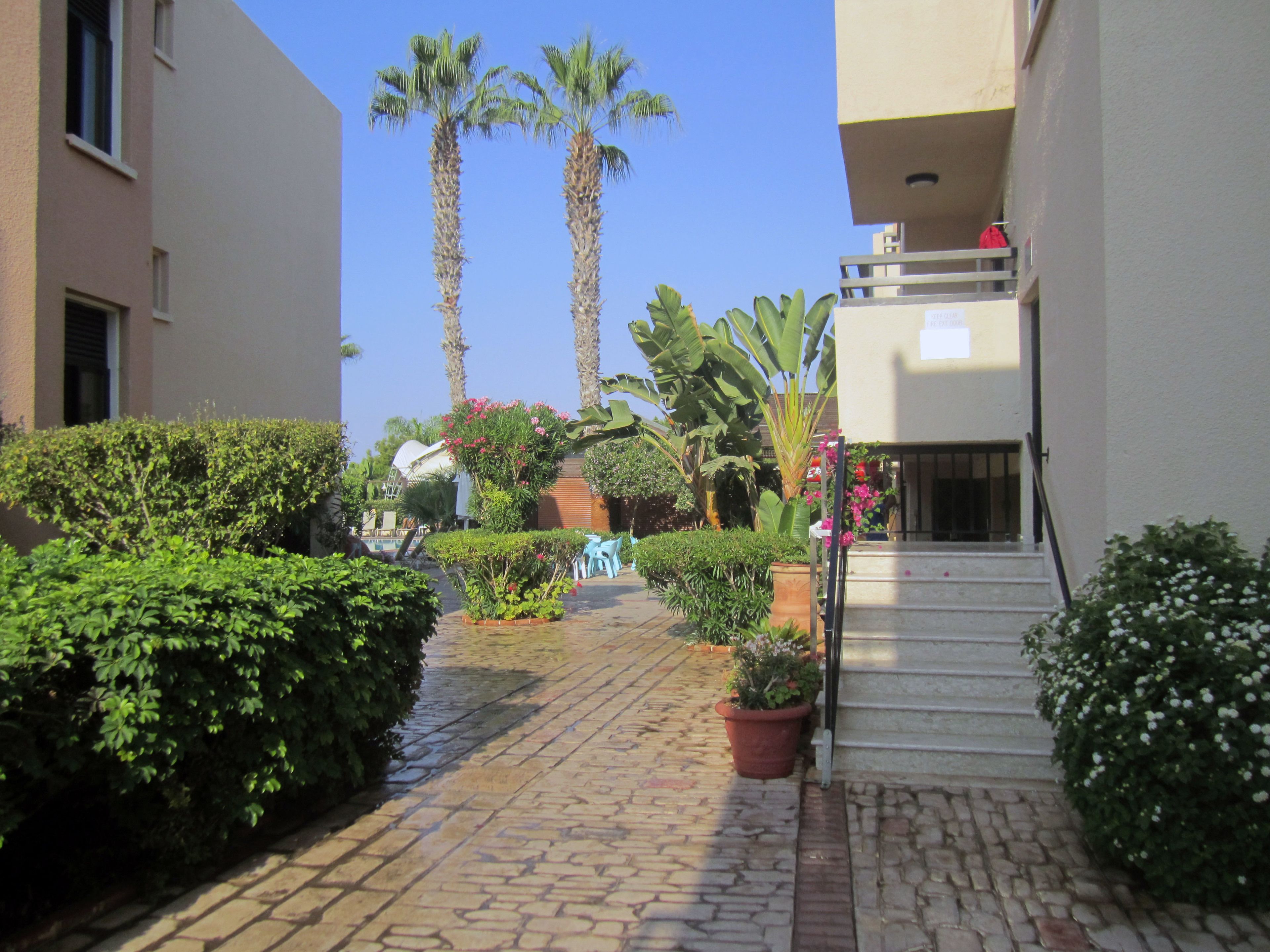 A courtyard with a brick pathway, palm trees, and potted plants.