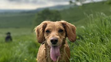 Um cão num campo gramado com céu nublado ao fundo.