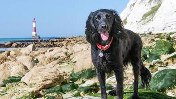 Un cane nero con collare rosso in piedi su una riva rocciosa, con un faro sullo sfondo.