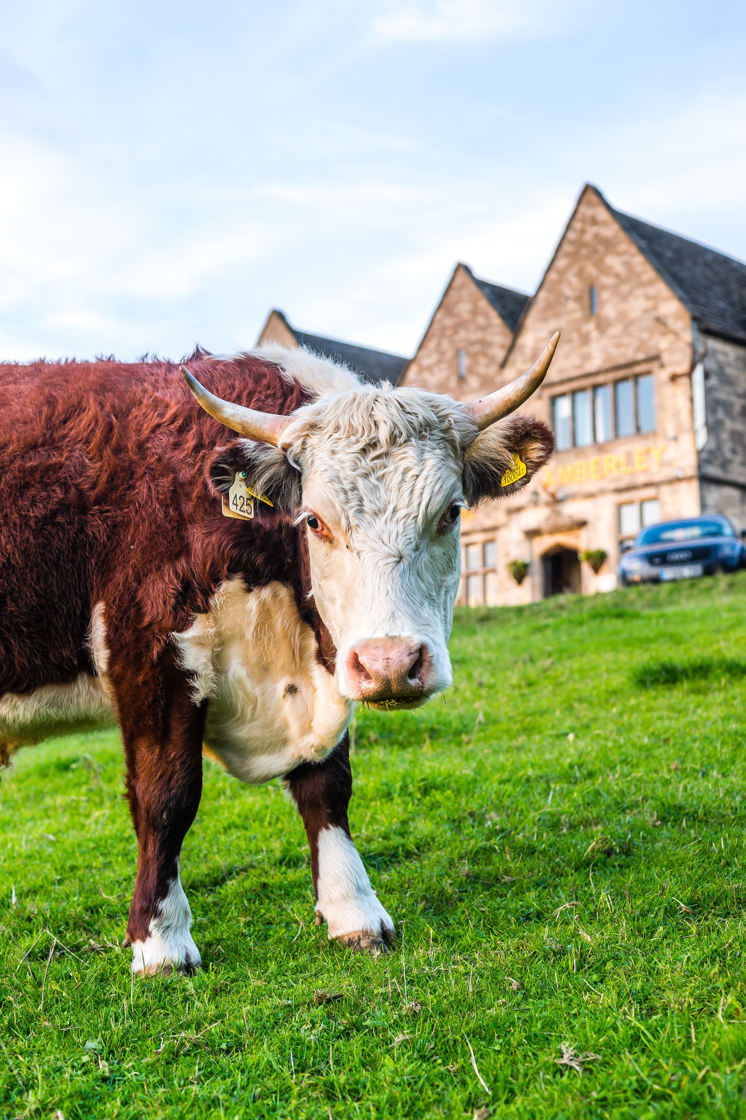 Une vache portant une étiquette à l’oreille se tient devant un bâtiment sur lequel est affiché un panneau indiquant « AMBERLEY ».