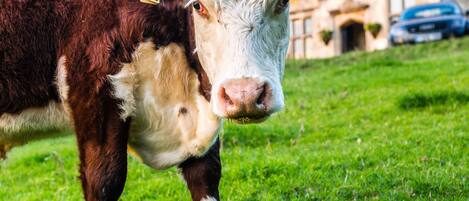 Une vache portant une étiquette à l’oreille se tient devant un bâtiment sur lequel est affiché un panneau indiquant « AMBERLEY ».