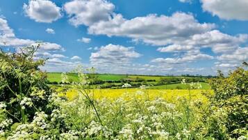 Un campo de flores amarillas con un cielo azul despejado y algunas nubes dispersas.