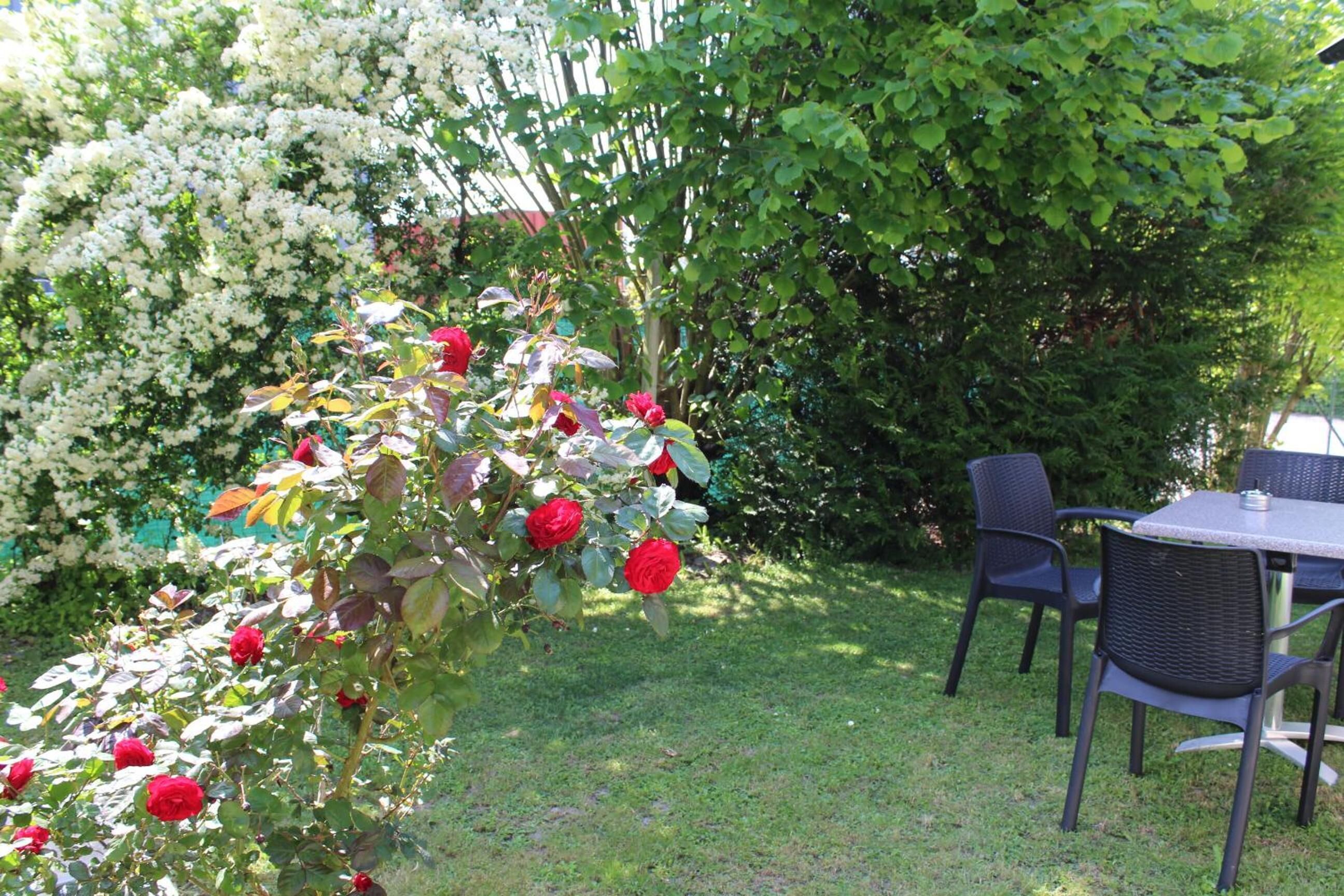 Un jardín con rosales y una mesa con sillas.