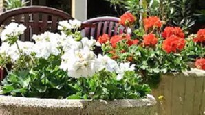 Une enseigne indiquant la présence d’un restaurant dans l’hôtel, une fenêtre et un jardinier avec des fleurs.