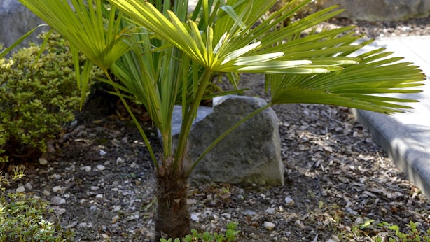 Una piccola palma in un giardino con rocce e altre piante.