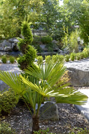 Una pequeña palmera en un jardín con rocas y otras plantas.