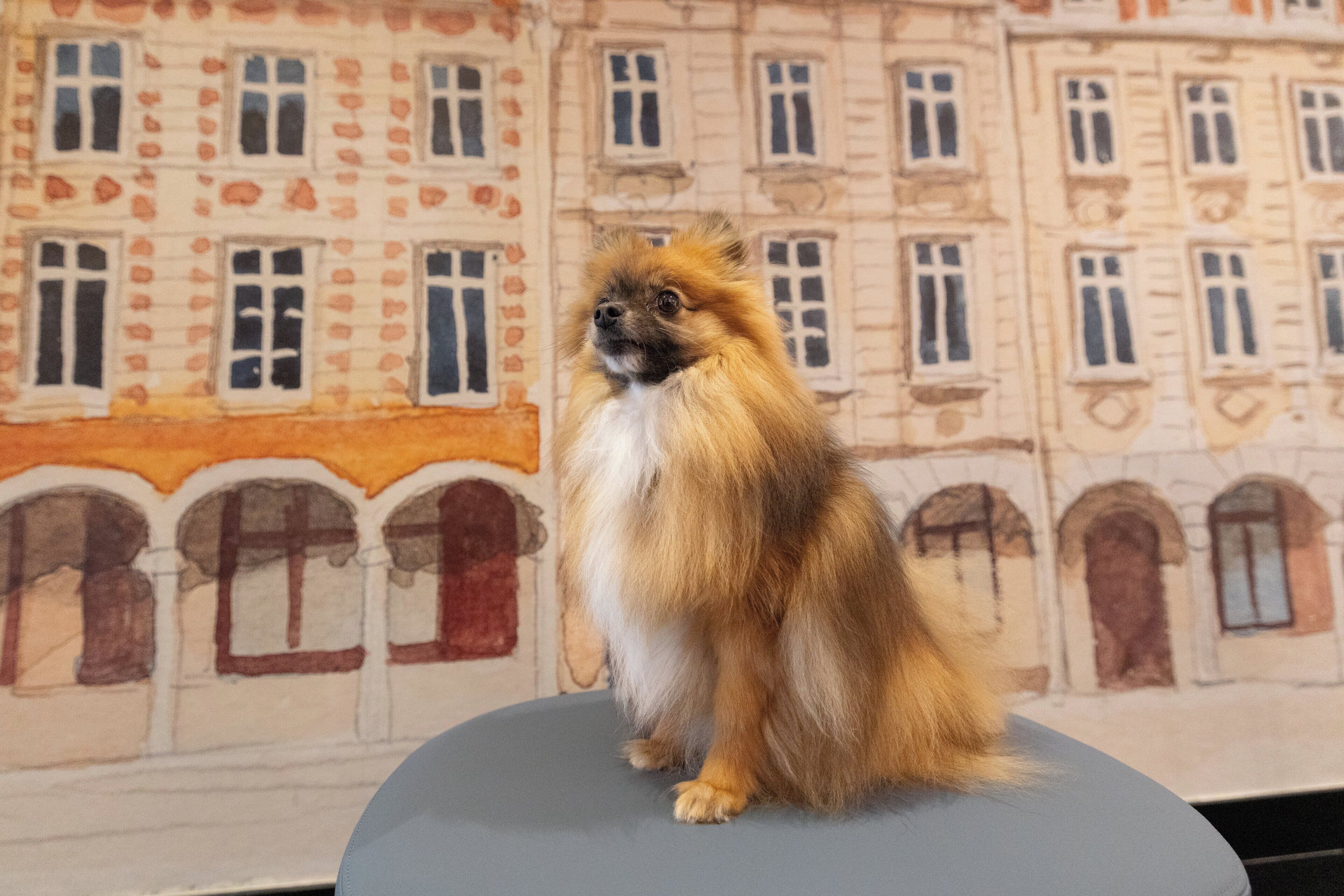 Un perro pequeño sentado en una silla, con el exterior de un edificio de fondo.