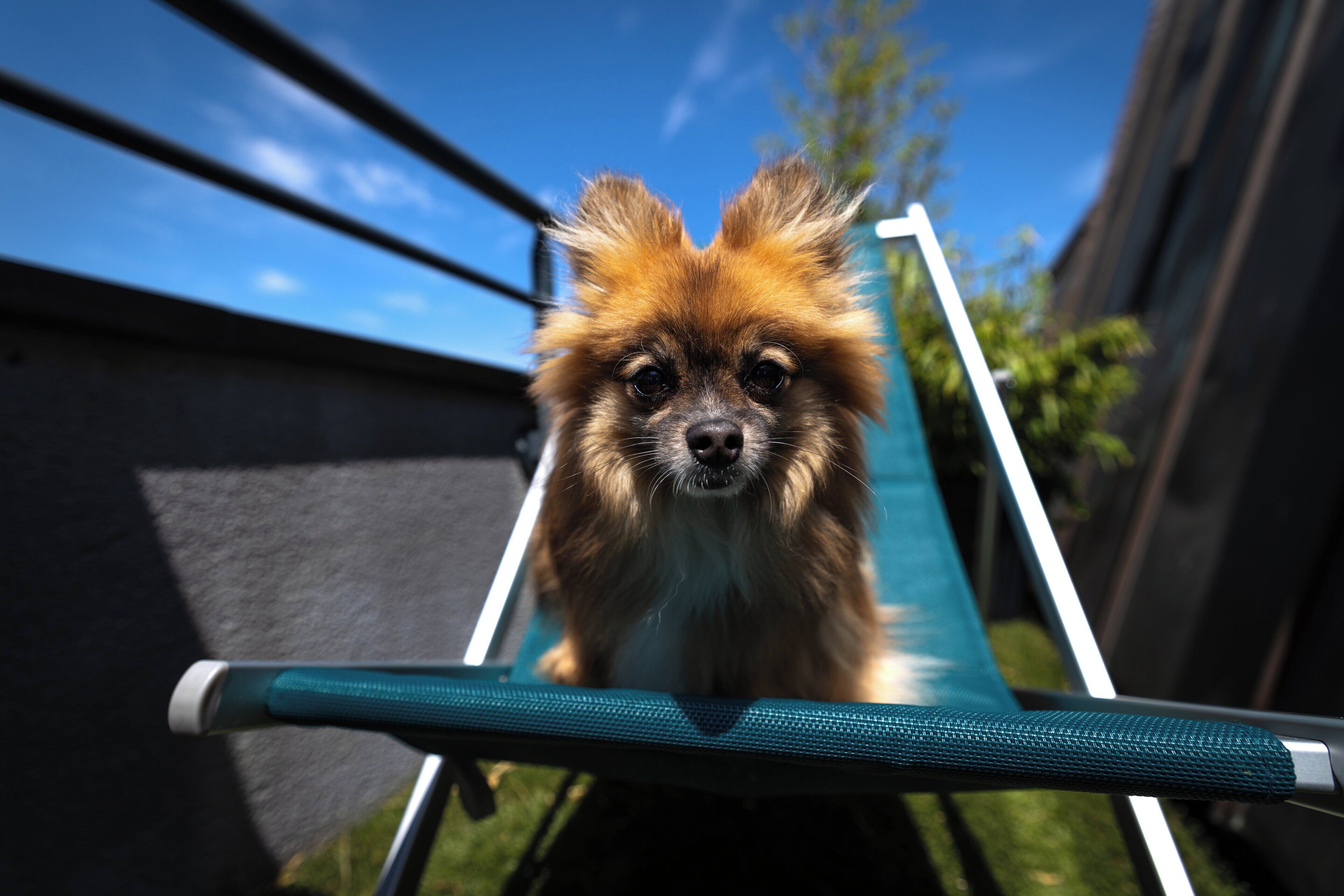 A dog sitting on a chair with a metal frame and a mesh backrest.