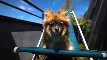 A dog sitting on a chair with a metal frame and a mesh backrest.