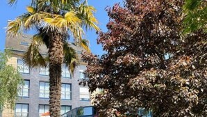 A courtyard with a palm tree, a large tree with red leaves, a building with multiple windows, and a picnic table. - Le Voltaire (Rennes)