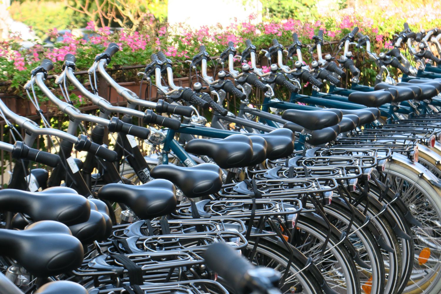 A row of bicycles parked in an outdoor area with flowers in the background.