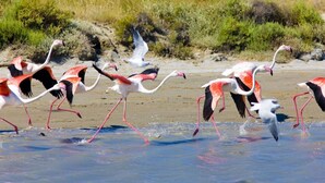 A group of flamingos on a beach with clear skies and vegetation in the background. - Brit Hotel Acacias (Arles)