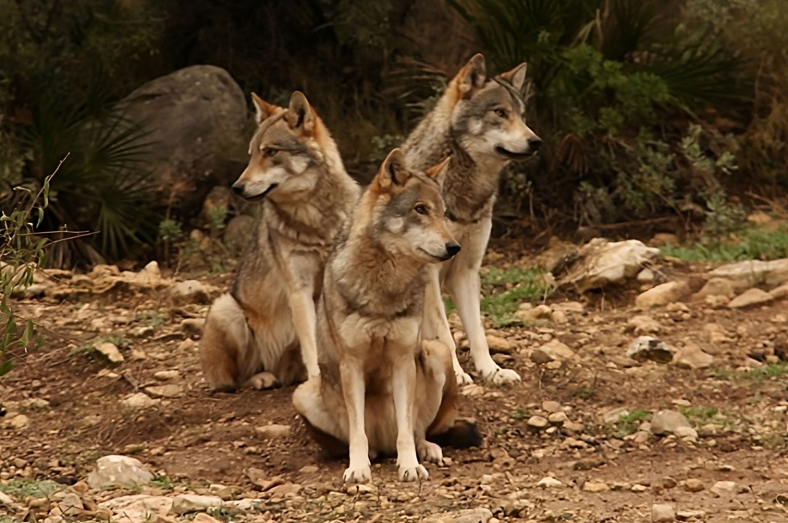 Dos lobos sentados sobre un terreno rocoso con vegetación escasa al fondo.