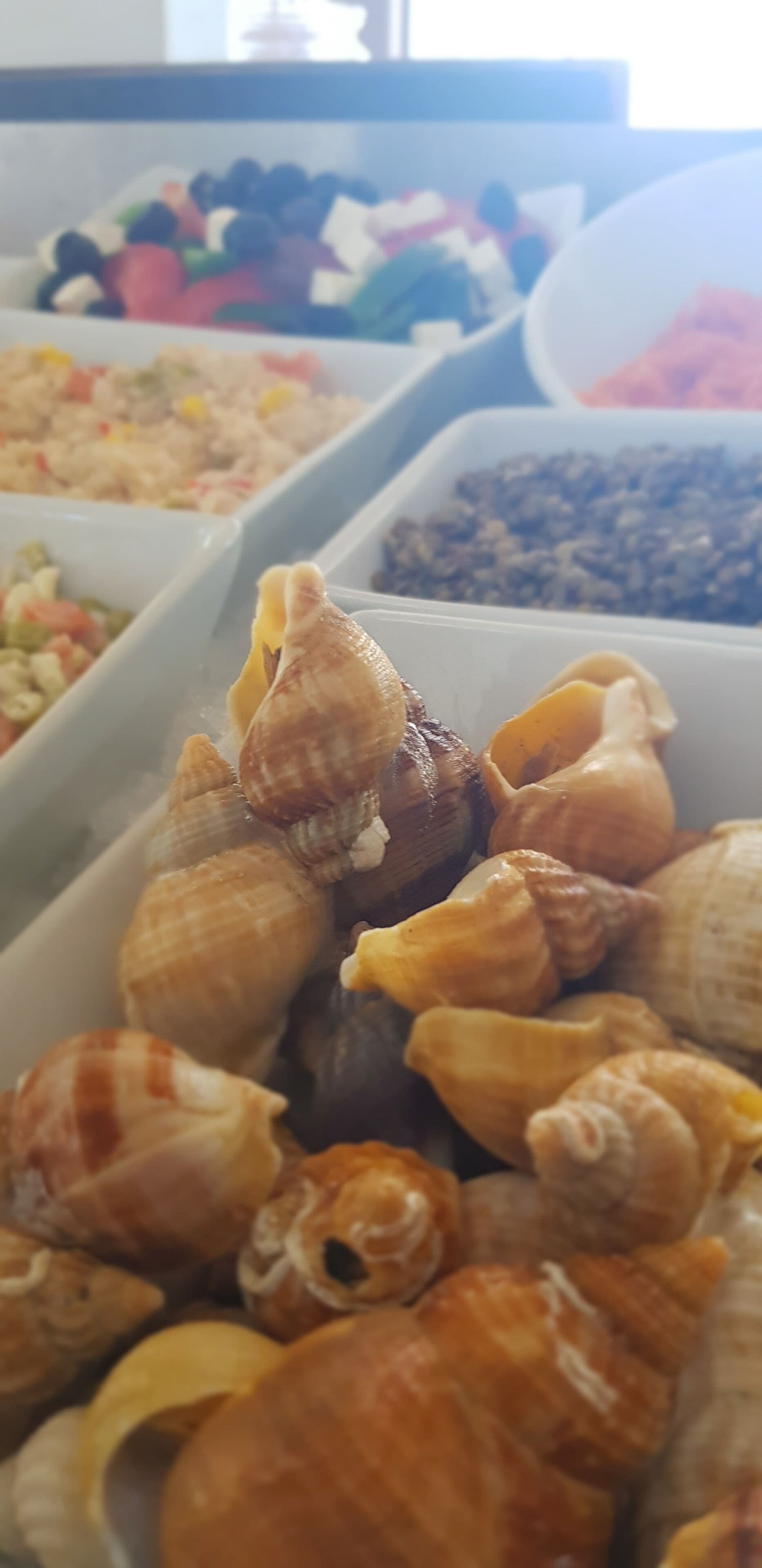 Diversas conchas marinas exhibidas en recipientes.